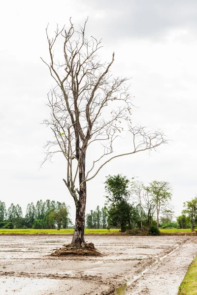 Toter Baum in Reisfeldern, Landschaft von Thailand — Stockfoto