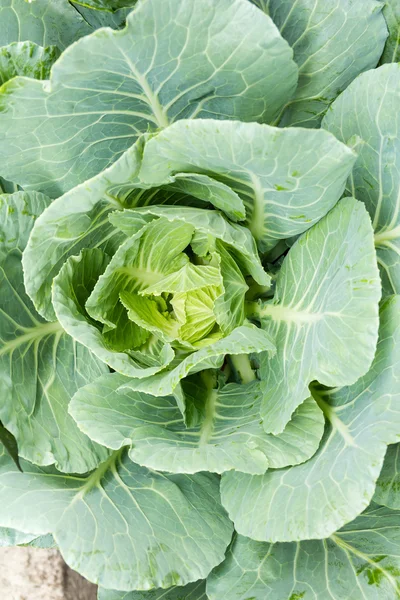 Ornamental cabbage — Stock Photo, Image