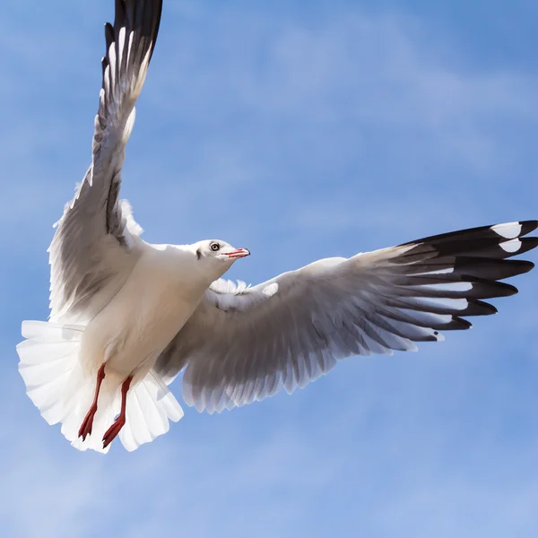 Seagull vliegen op blauwe hemelachtergrond — Stockfoto
