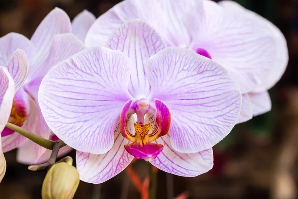 Purple orchid — Stock Photo, Image