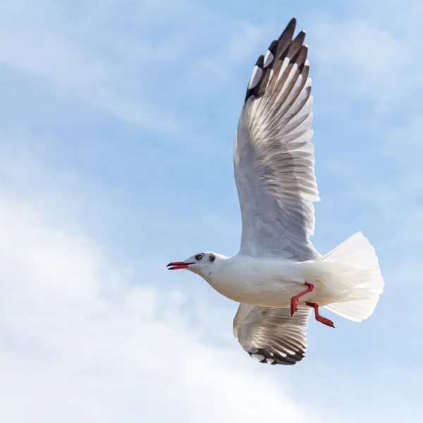 Seagull flying on blue sky background — Stock Photo, Image