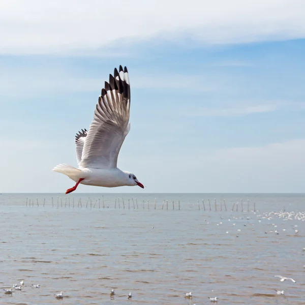 Möwe fliegt über das Meer mit blauem Himmel Hintergrund — Stockfoto