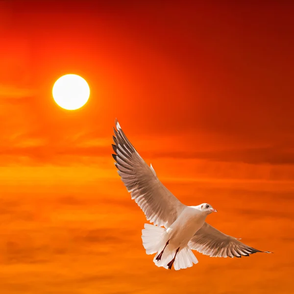 Gaivota voando contra belo pôr do sol fundo — Fotografia de Stock