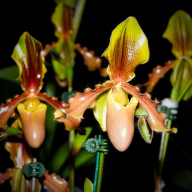 Bayan terlik orkide paphiopedilum 
