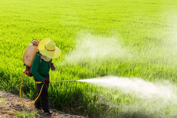 Farmers spraying pesticides in rice fields — Stock Photo, Image