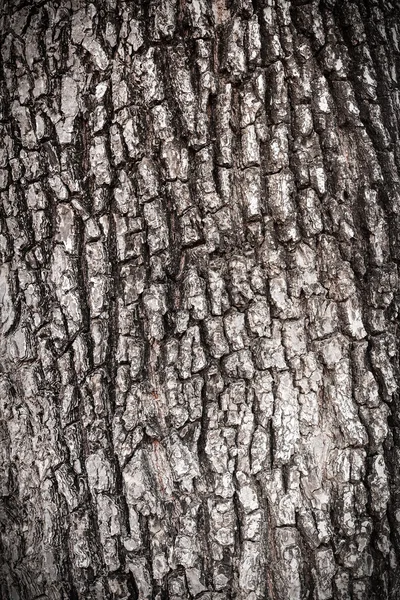 Baumrinde Textur für Hintergrund — Stockfoto