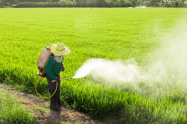 Agricultores que pulverizam pesticidas em campos de arroz — Fotografia de Stock