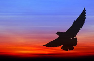 Kontrast martı renkli günbatımında uçan