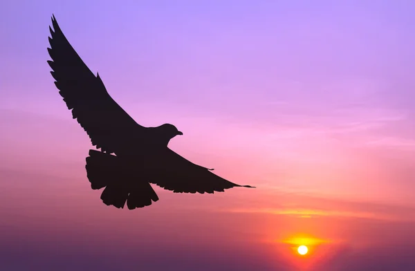 Silhouetted seagull flying at colorful sunset — Stock Photo, Image