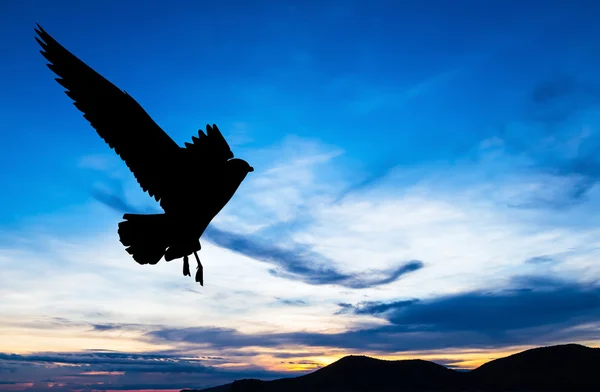 Gabbiano silhouetted che vola al tramonto colorato — Foto Stock