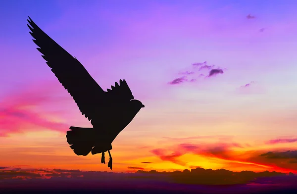 Gaviota silueta volando al atardecer colorido — Foto de Stock