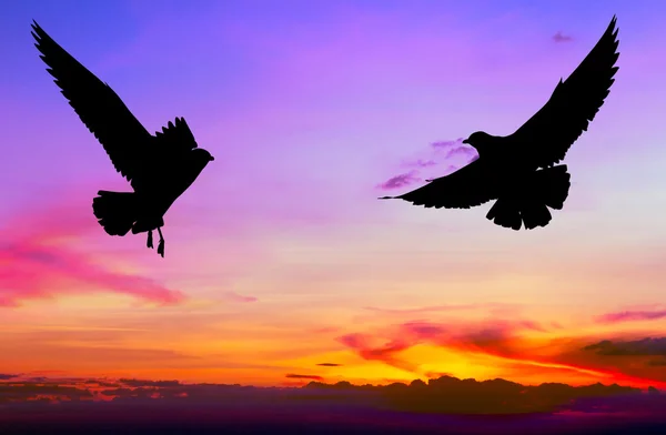 Siluetas dos gaviotas volando al atardecer colorido — Foto de Stock