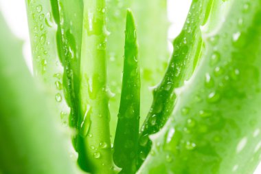 Aloe Vera Beyaz Arkaplanda