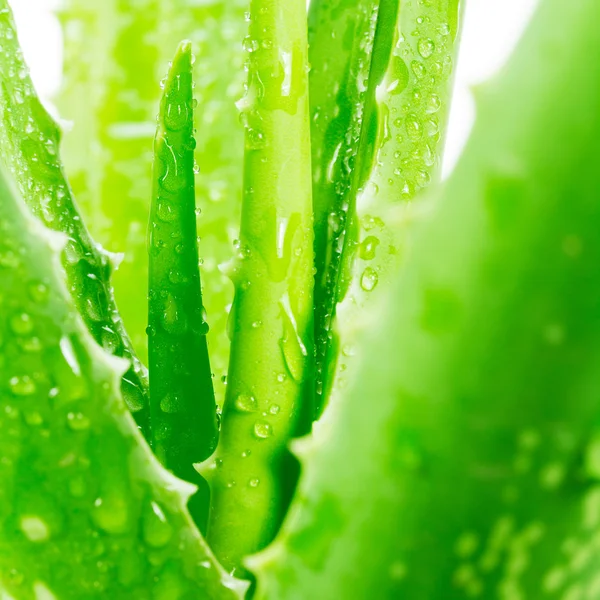 Aloe Vera på vit bakgrund — Stockfoto