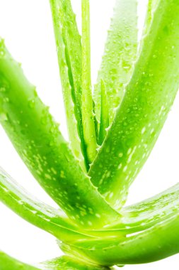 Aloe Vera Beyaz Arkaplanda