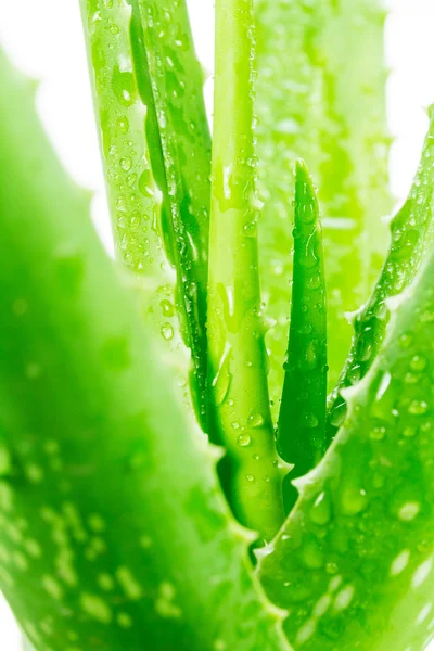 Aloe Vera auf weißem Hintergrund — Stockfoto