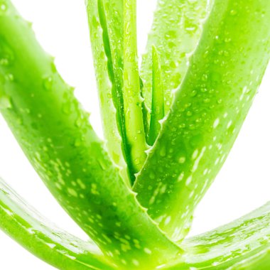 Aloe Vera Beyaz Arkaplanda