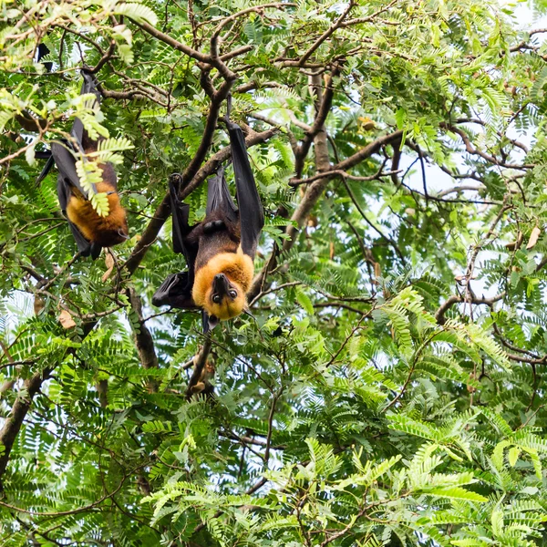 Morcego gigante de frutas na árvore — Fotografia de Stock