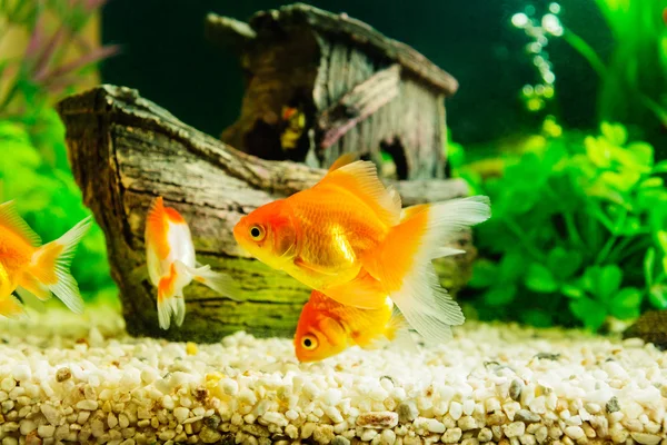 Goldfish in aquarium with green plants