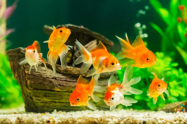 Золотые рыбки в аквариуме с зелеными растениями — стоковое фото