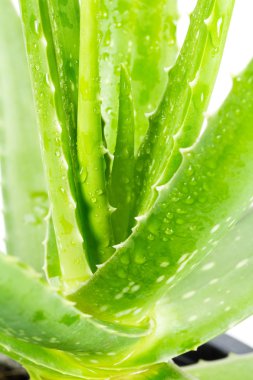 Aloe Vera Beyaz Arkaplanda