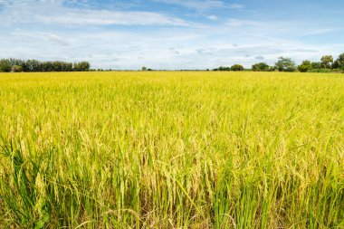 Mavi gökyüzü arka plan ile pirinç tarlaları