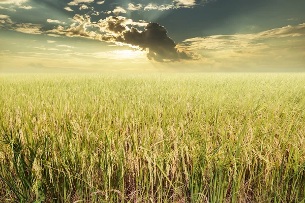 Campo de arroz listo para la cosecha con nubes y rayos de sol de fondo —  Fotos de Stock