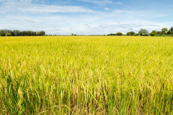 Mavi gökyüzü arka plan ile pirinç tarlaları