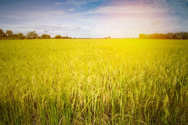 Campo de arroz listo para la cosecha con fondo de atardecer cielo azul —  Fotos de Stock