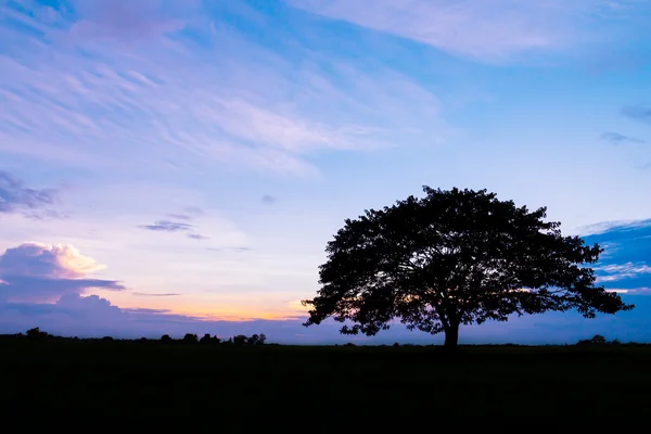 Silhouette di albero a bel tramonto — Foto Stock