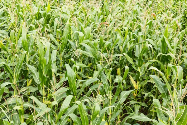 Кукурудзяне поле на фермі — стокове фото