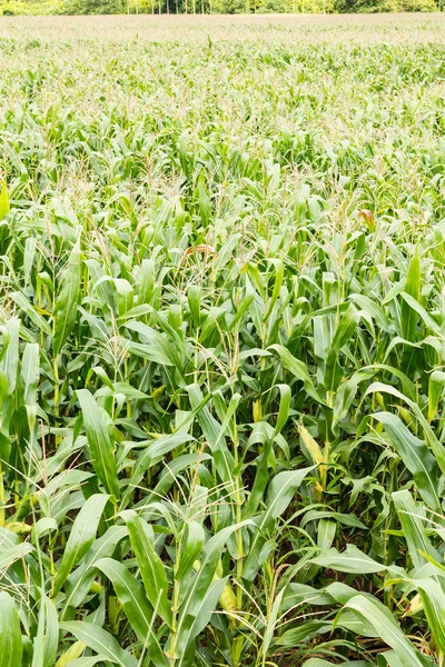 Maisfeld in Bauernhof — Stockfoto