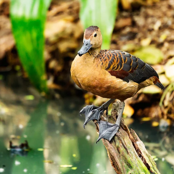 セメントの柱にカメ鳩 — ストック写真