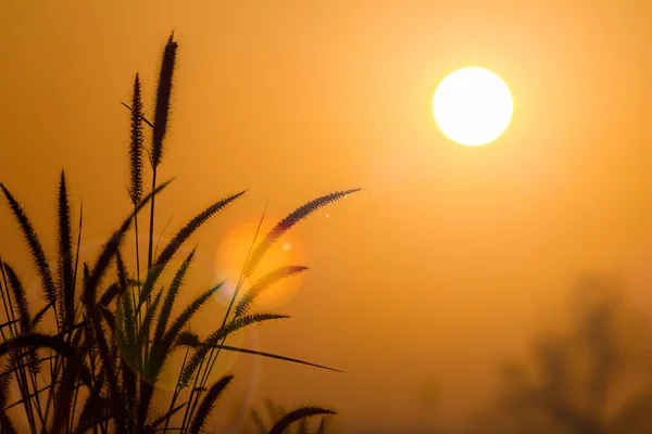 Silhouet gras bij zonsopgang met lens flare — Stockfoto