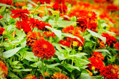 Bahçe Zinnia çiçeği.