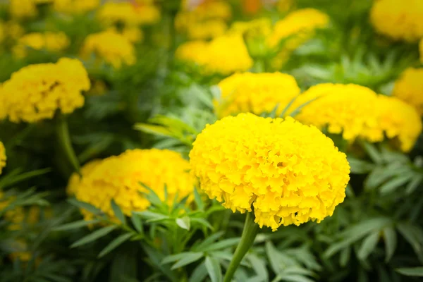 Flor amarilla de caléndula — Foto de Stock