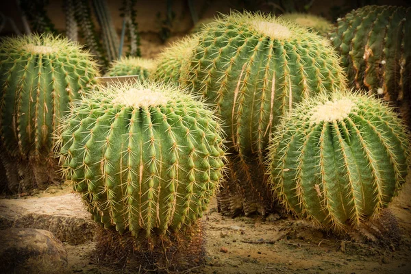 Cactus tæt på - Stock-foto