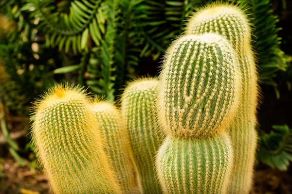 Cactus tæt på - Stock-foto