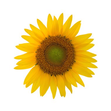 Sunflower isolated on white background with clipping path. clipart