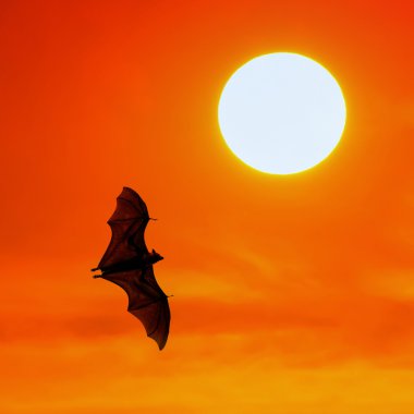Bats flying at sunset clipart