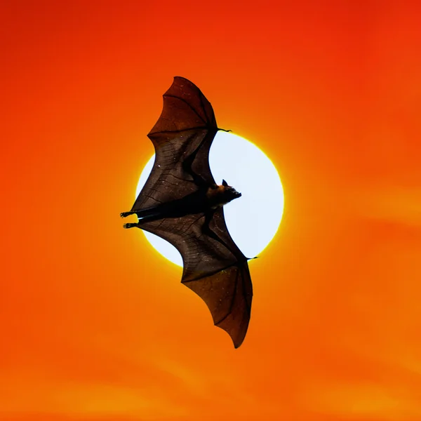 Bats flying at sunset — Stock Photo, Image