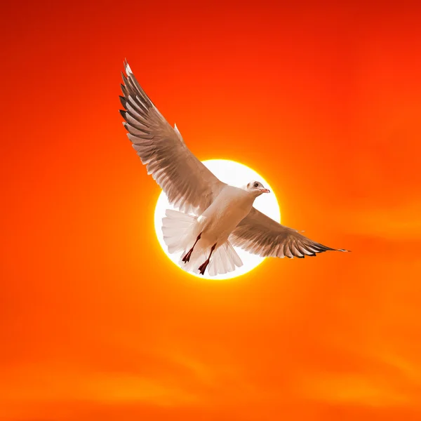 Mouette volant au coucher du soleil — Photo