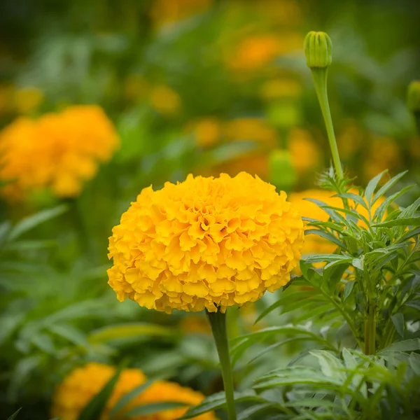 Yellow marigold flower in garden — Stock Photo, Image
