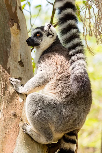 Lemur sedící na stromě. — Stock fotografie