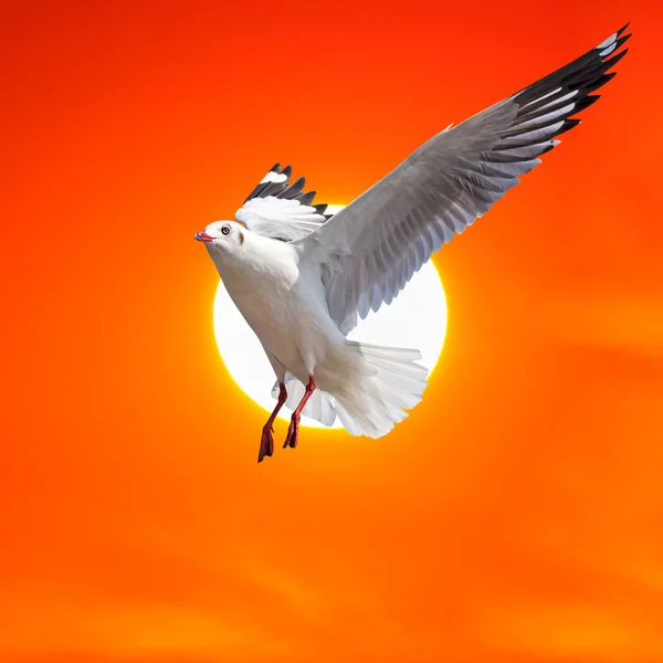 Gaviota volando al atardecer — Foto de Stock