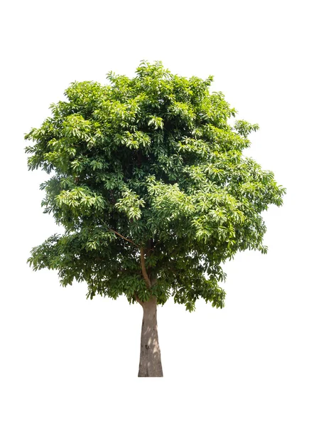 Albero secco ramificato — Foto Stock