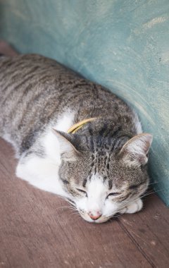 Genç uyurken evde kedi