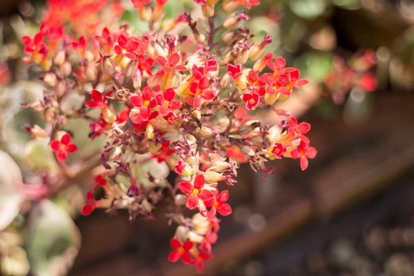 Kalanchoe flowering plant in home garden — Stock Photo, Image