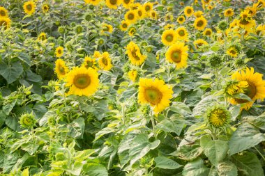 Kamu bahçe içinde güzel ayçiçeği bitki