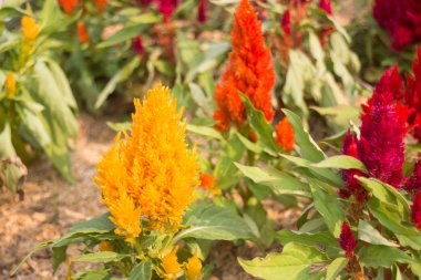 En az renkli bitki Genel Bahçe dekore edilmiştir.